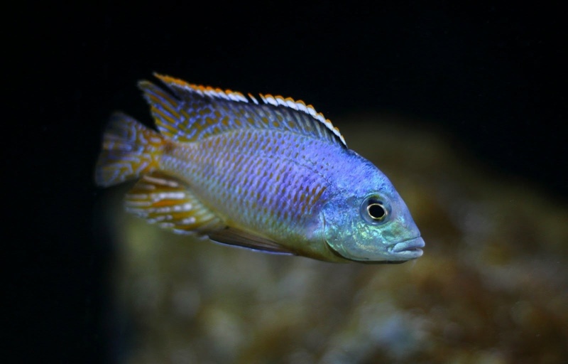 Otopharynx sp. 'spots' Sani